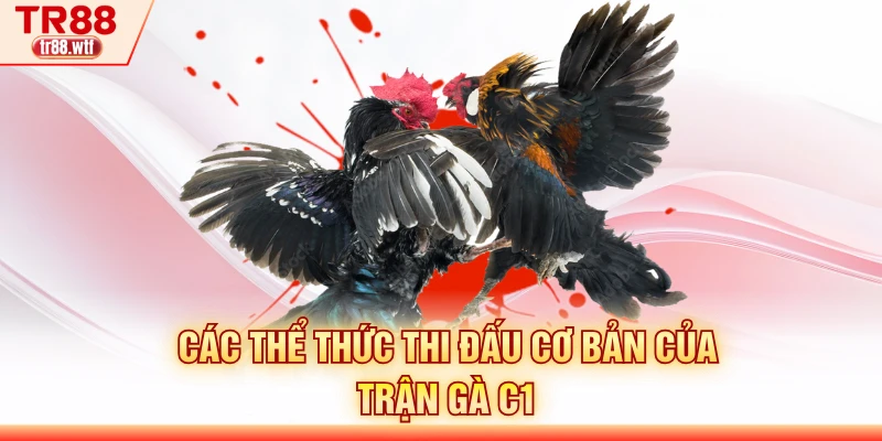 Các thể thức thi đấu cơ bản của trận gà C1