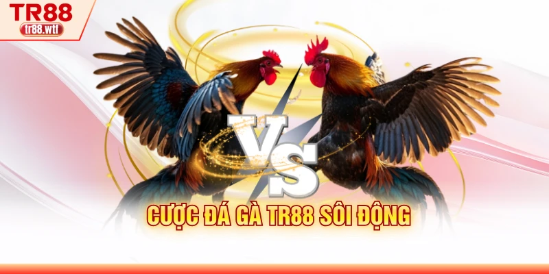 Cược đá gà TR88 sôi động